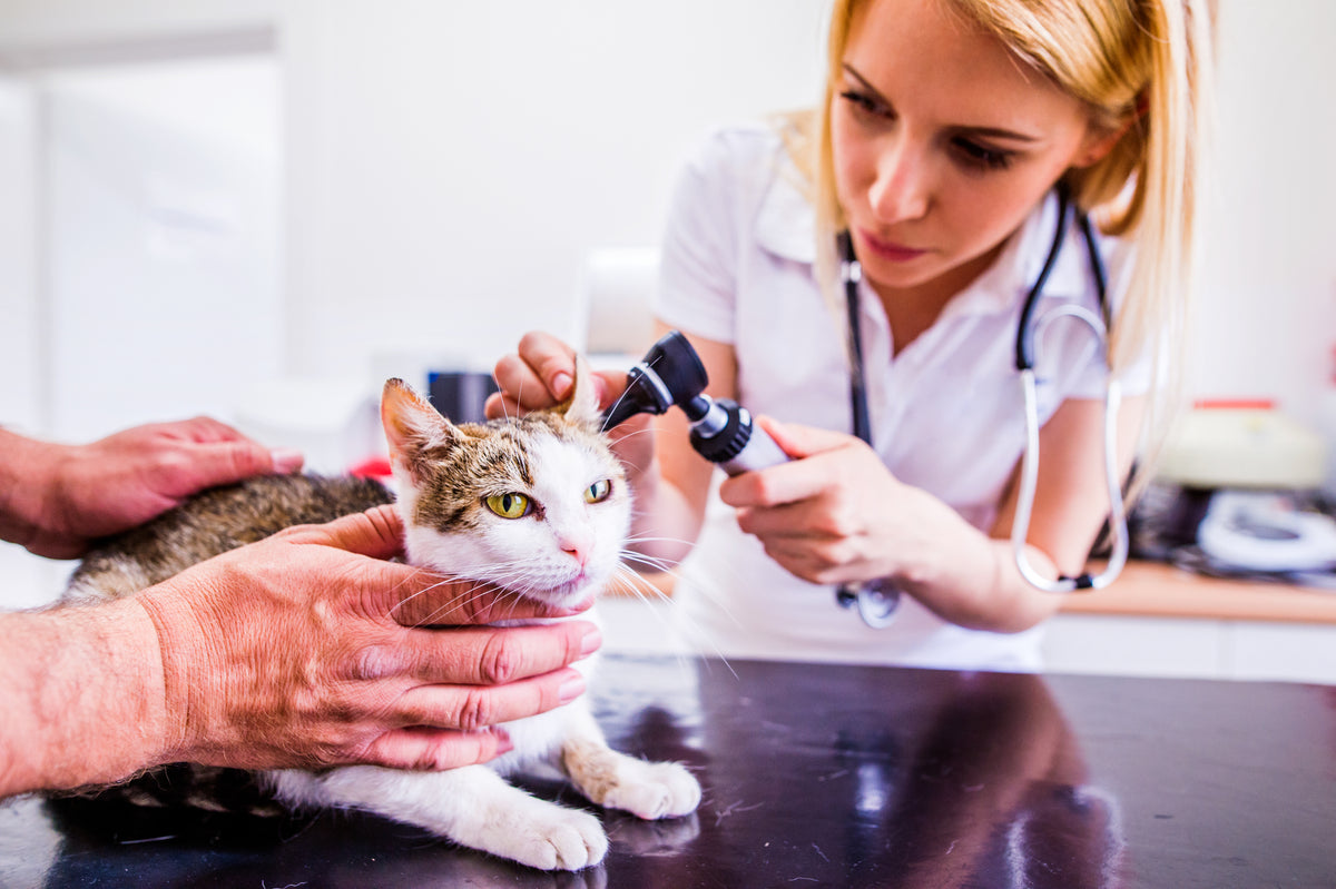 3 Ways to Upgrade Your Veterinary Practice – KeeboVet Veterinary ...