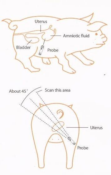 Veterinary Pigs, Sheep, Goats Pregnancy Diagnostic Test Instrument, Ultrasound